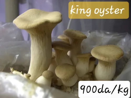 Semences de champignons  بذور الفطر
