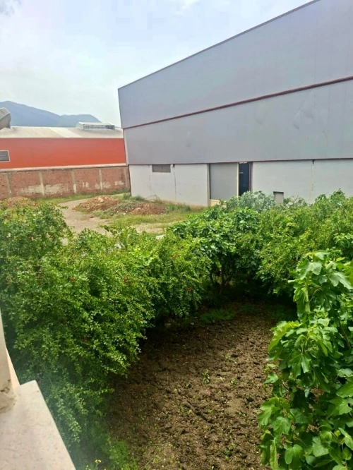 Location Hangar - Usine Blida Chiffa