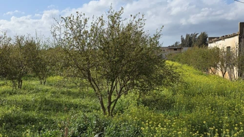 Vente Terrain Agricole Mostaganem Sirat