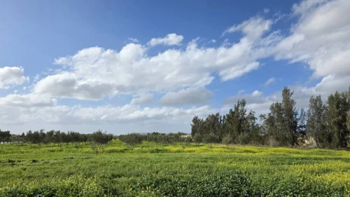 Vente Terrain Agricole Mostaganem El hassiane