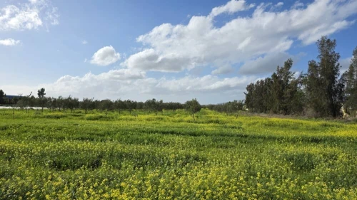 Vente Terrain Agricole Mostaganem El hassiane