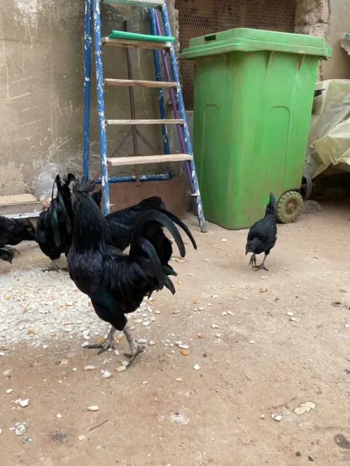 Ayam Cemani Noir Coqs Poules Oeufs