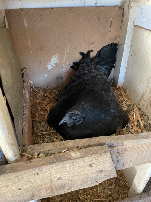 Ayam Cemani Noir Coqs Poules Oeufs