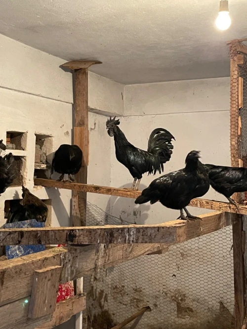 Ayam Cemani Noir Coqs Poules Oeufs