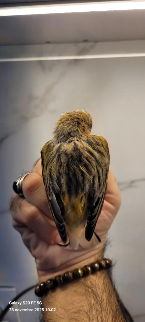 Canari ordinaire 2025 bague