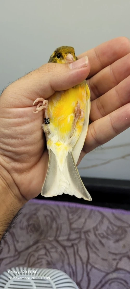 Canari ordinaire 2025 bague
