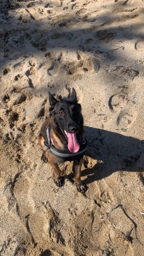 Malinois femelle