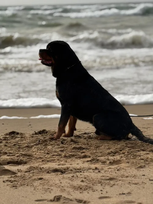 Rottweiler sarbie 