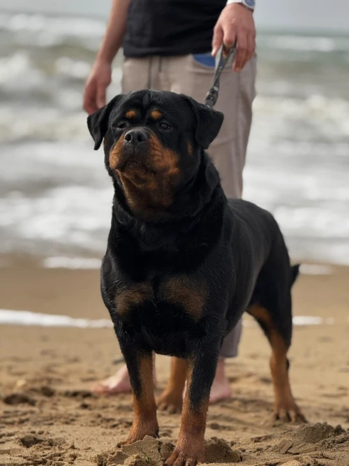 Rottweiler sarbie 