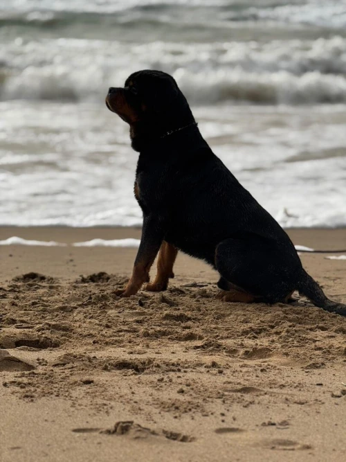 Rottweiler sarbie 
