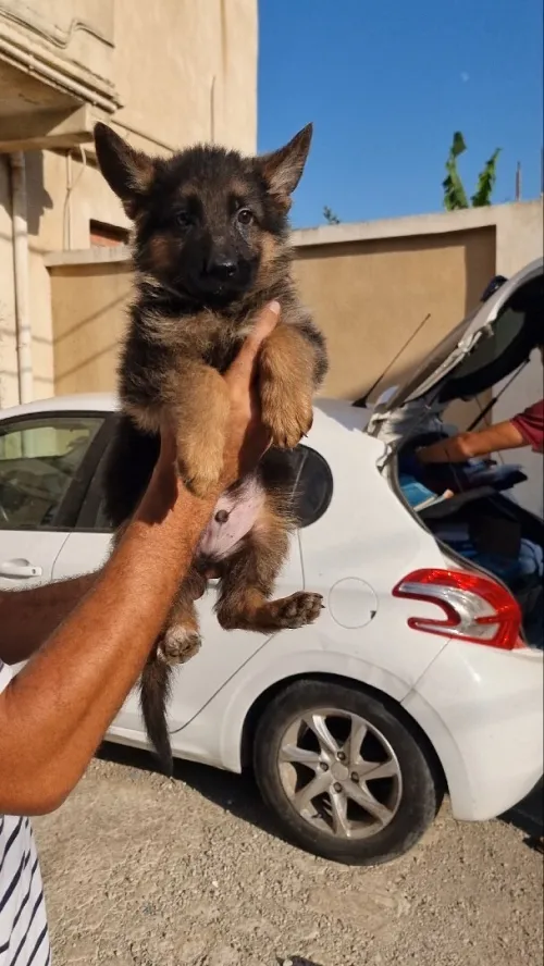 Femelle chiot berger allemand pedigree 