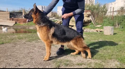 Berger allemand mâle