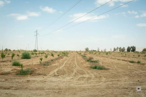 Vente Terrain Agricole Biskra Sidi okba