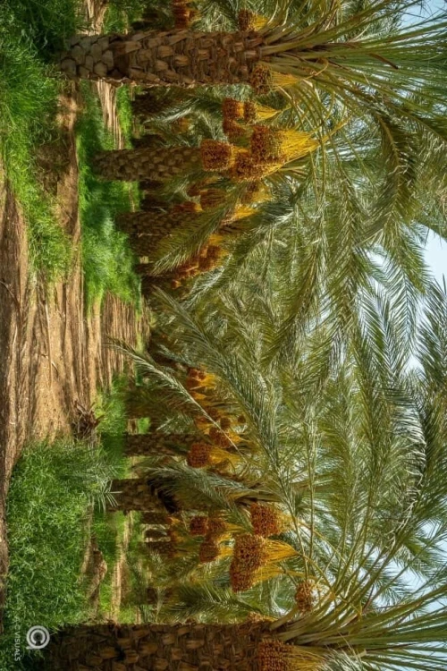 Vente Terrain Agricole Biskra Sidi okba
