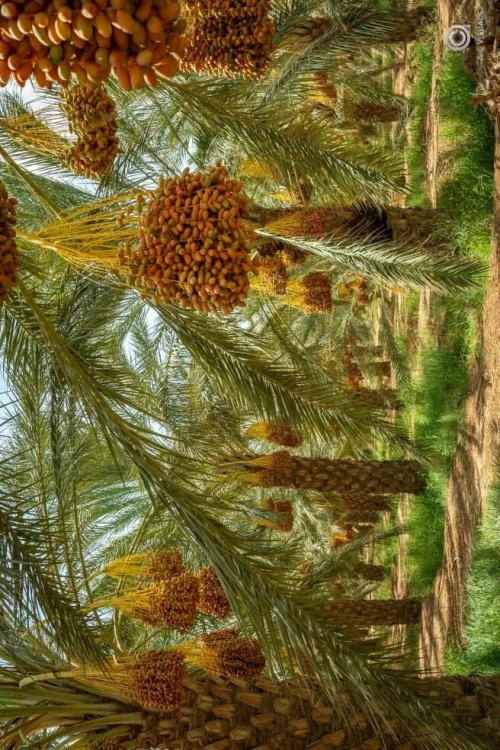 Vente Terrain Agricole Biskra Sidi okba