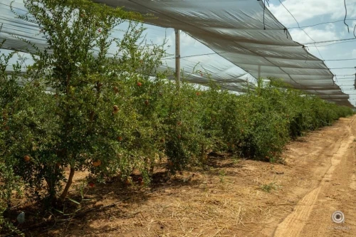 Vente Terrain Agricole Biskra Sidi okba