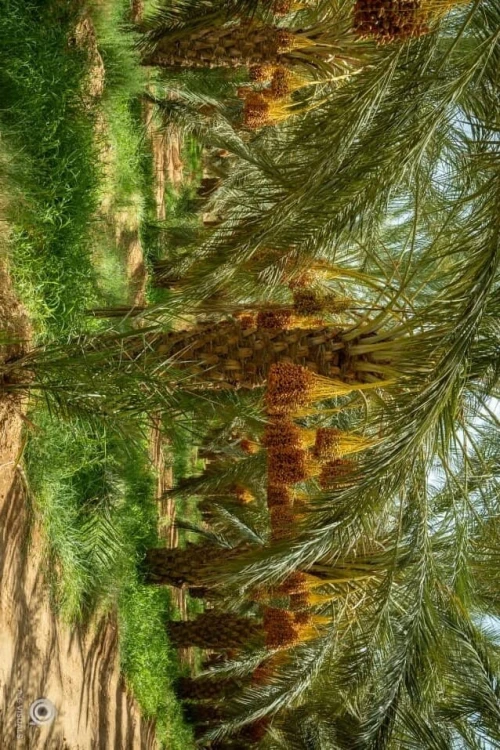 Vente Terrain Agricole Biskra Sidi okba