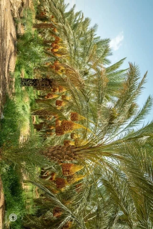 Vente Terrain Agricole Biskra Sidi okba