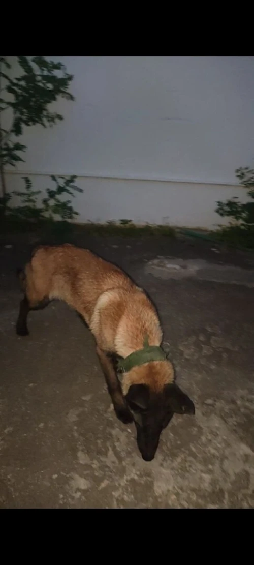 Chien malinois charbonie masqur noir