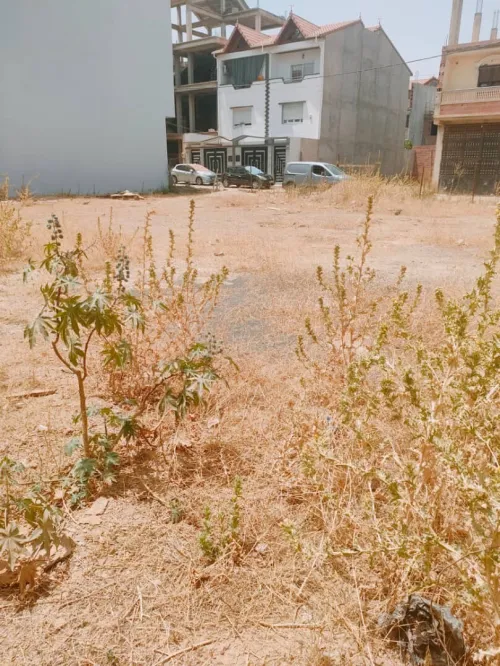 Vente Terrain Blida Chiffa