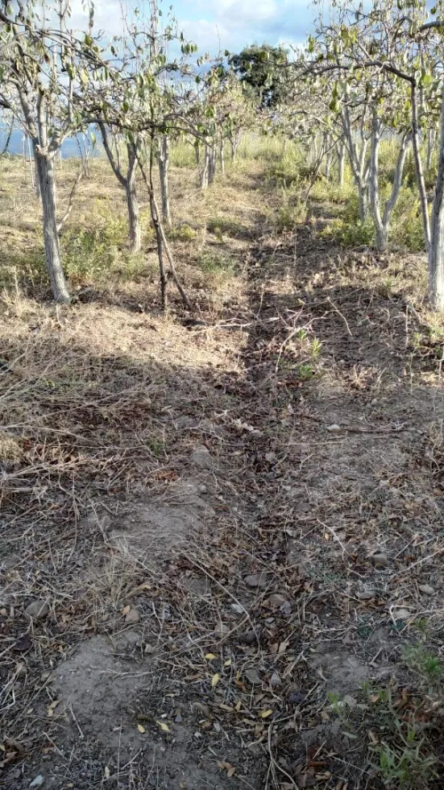 Vente Terrain Bouira Saharidj
