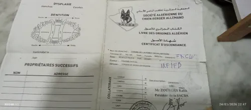 Femelle berger allemand مع شهادة الاصول