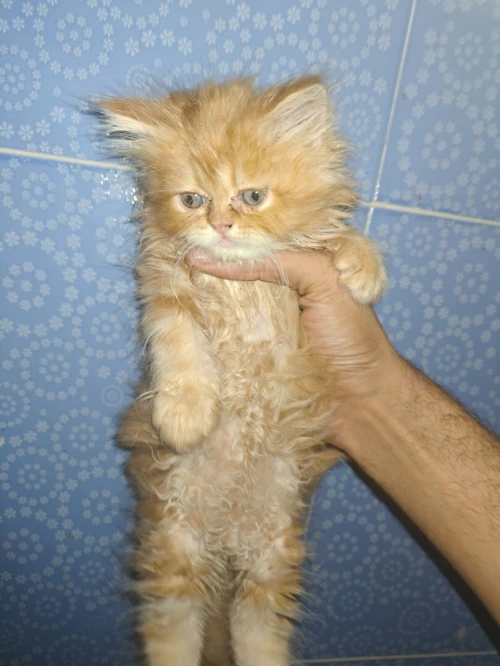 Chat persan chinchilla 