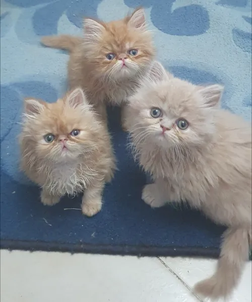 Chat persan 2mois
