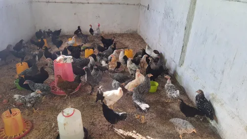 بيع دجاج عرب vendre poules arabes