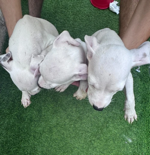 dog argenting chiots