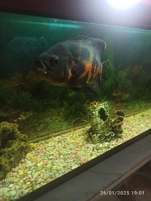 Poisson oscar tigré 