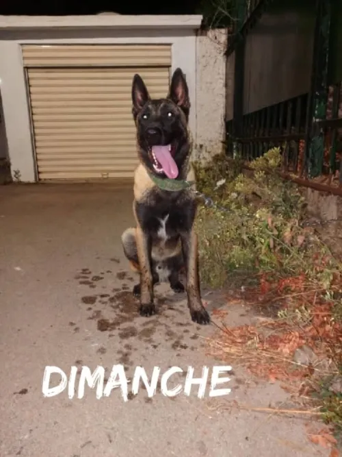 2 chien malinois 