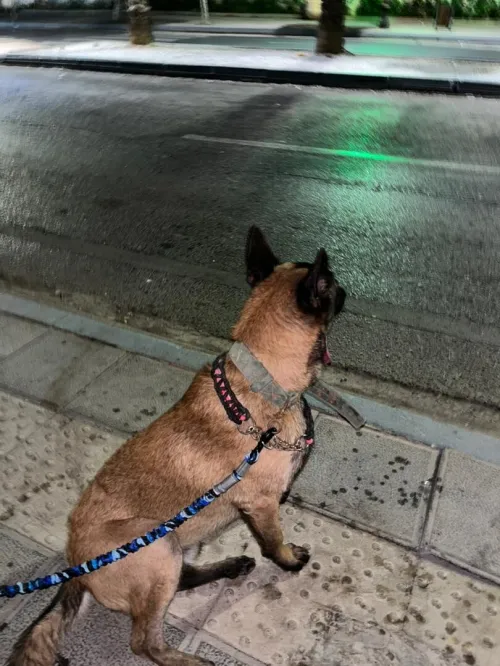 2 chien malinois 