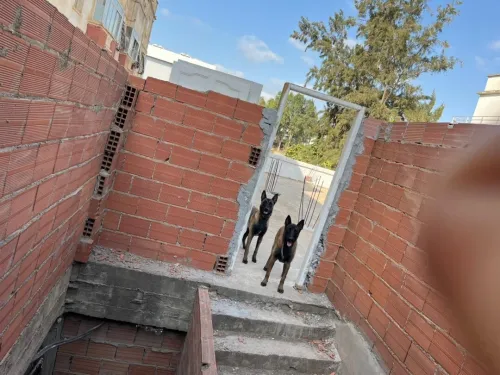 2 chien malinois 