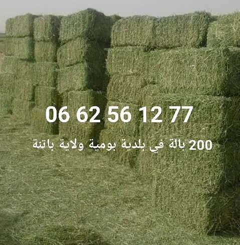 صفصفة