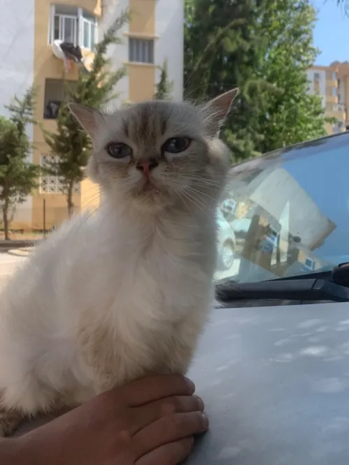 chat persan potentiel 