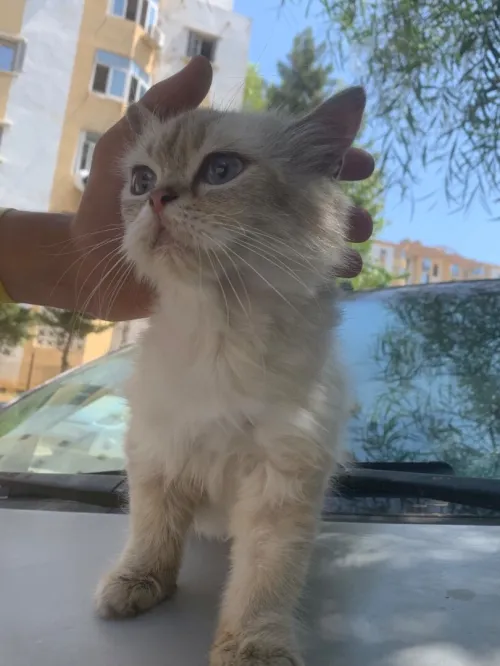 chat persan potentiel 