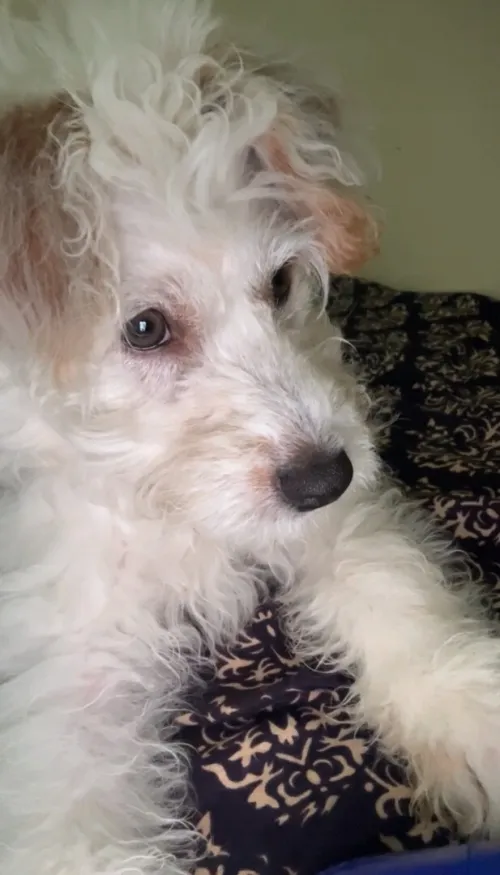 Chiot bichon maltais à vendre 