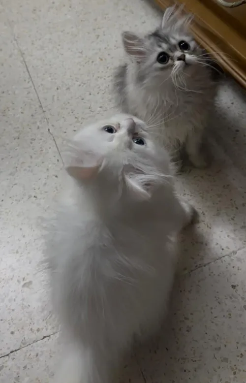 chatons persan de deux mois