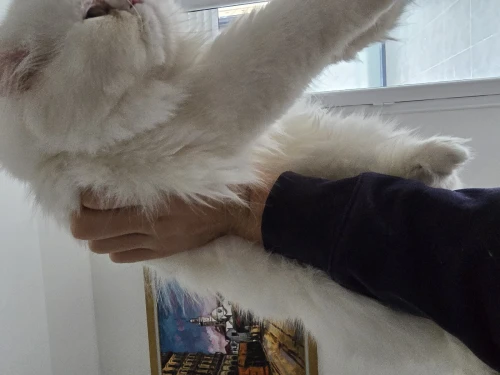 Chat persan picky face blanc