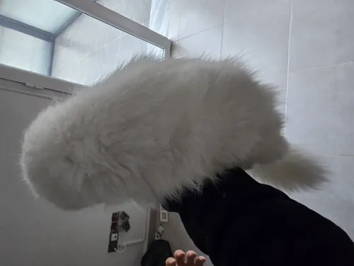 Chat persan picky face blanc