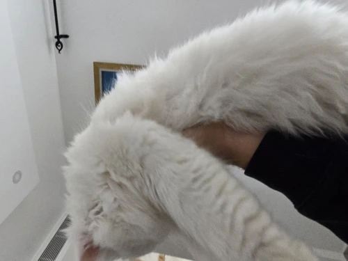 Chat persan picky face blanc
