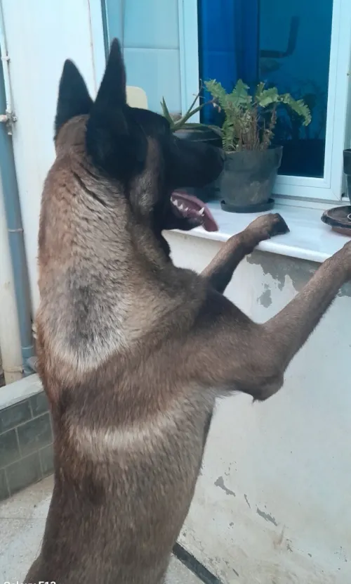 Malinois