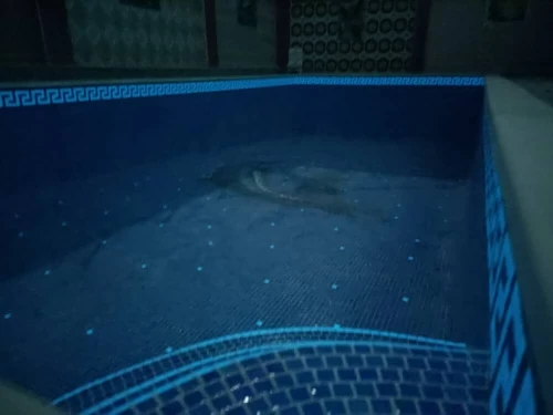 Construction et réalisation de piscine 