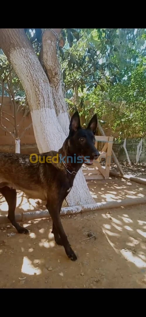 Malinois masque noir 