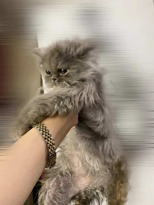Chat 