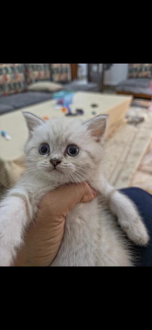 Chaton Britich et scotish
