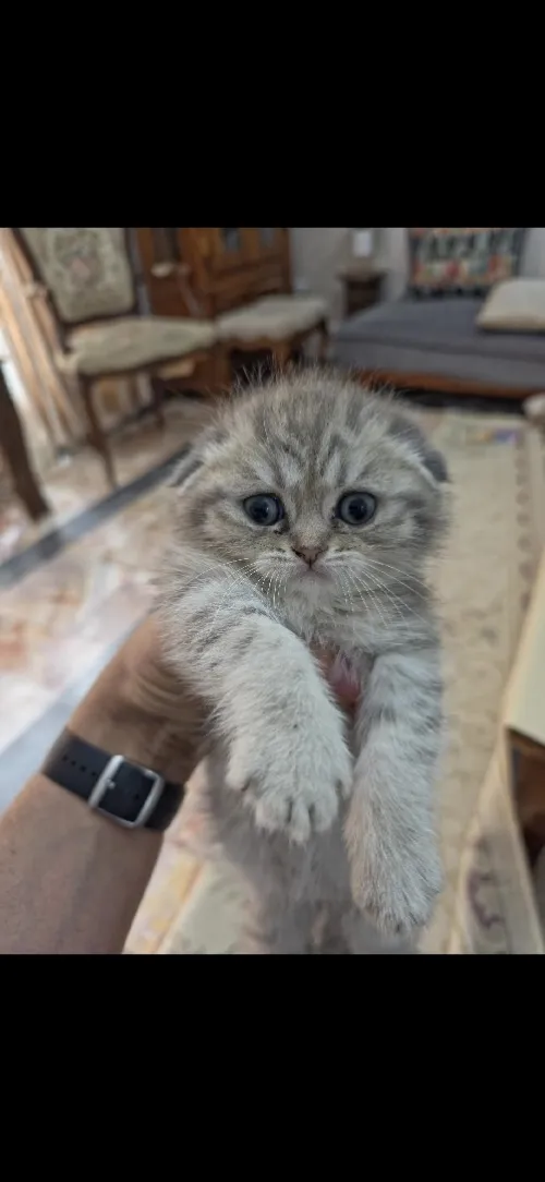 Chaton Britich et scotish