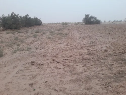 Vente Terrain Naâma Mecheria