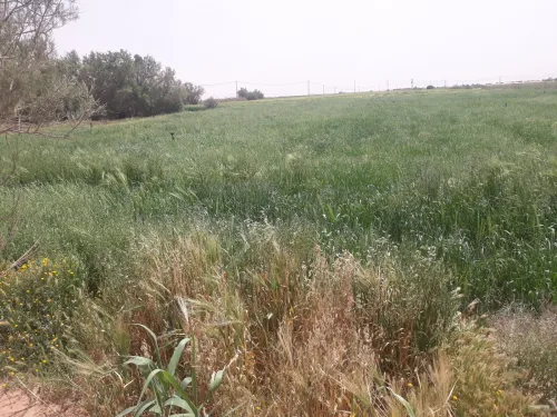 Vente Terrain Naâma Mecheria